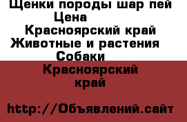 Щенки породы шар пей › Цена ­ 5 000 - Красноярский край Животные и растения » Собаки   . Красноярский край